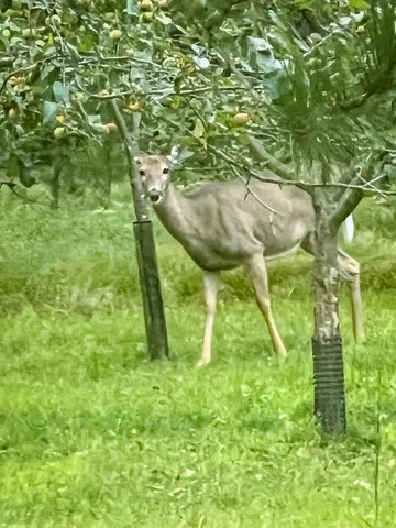 $729,900 | N14965 Pine Necedah Wi 54646, Necedah, WI 54646