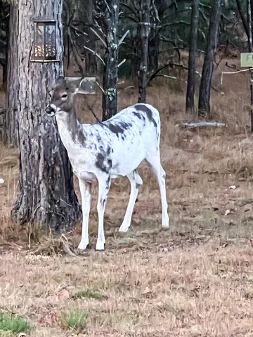 $729,900 | N14965 Pine Necedah Wi 54646, Necedah, WI 54646