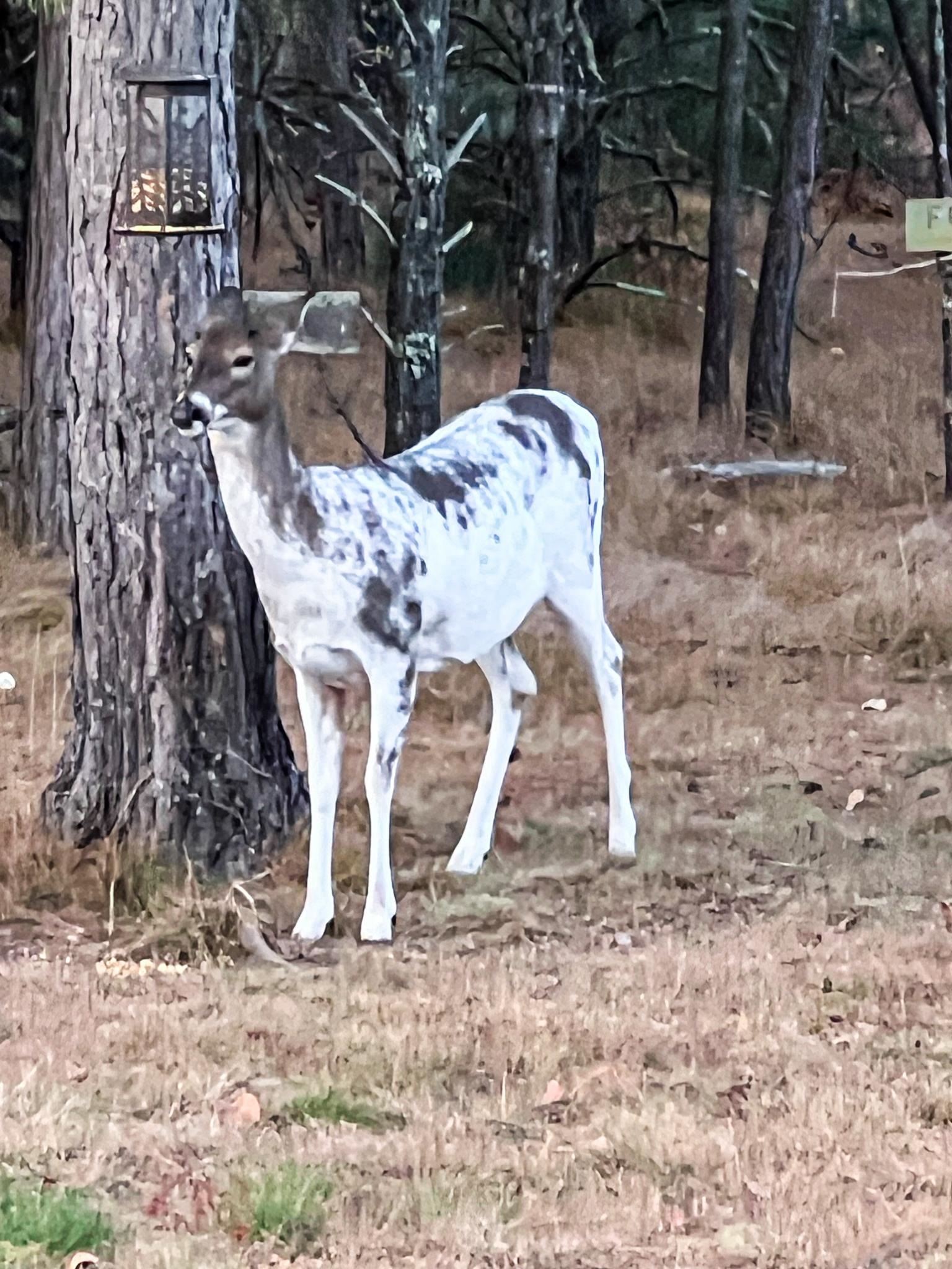 N14965 Pine Necedah, WI 54646 - Photo 55 of 90