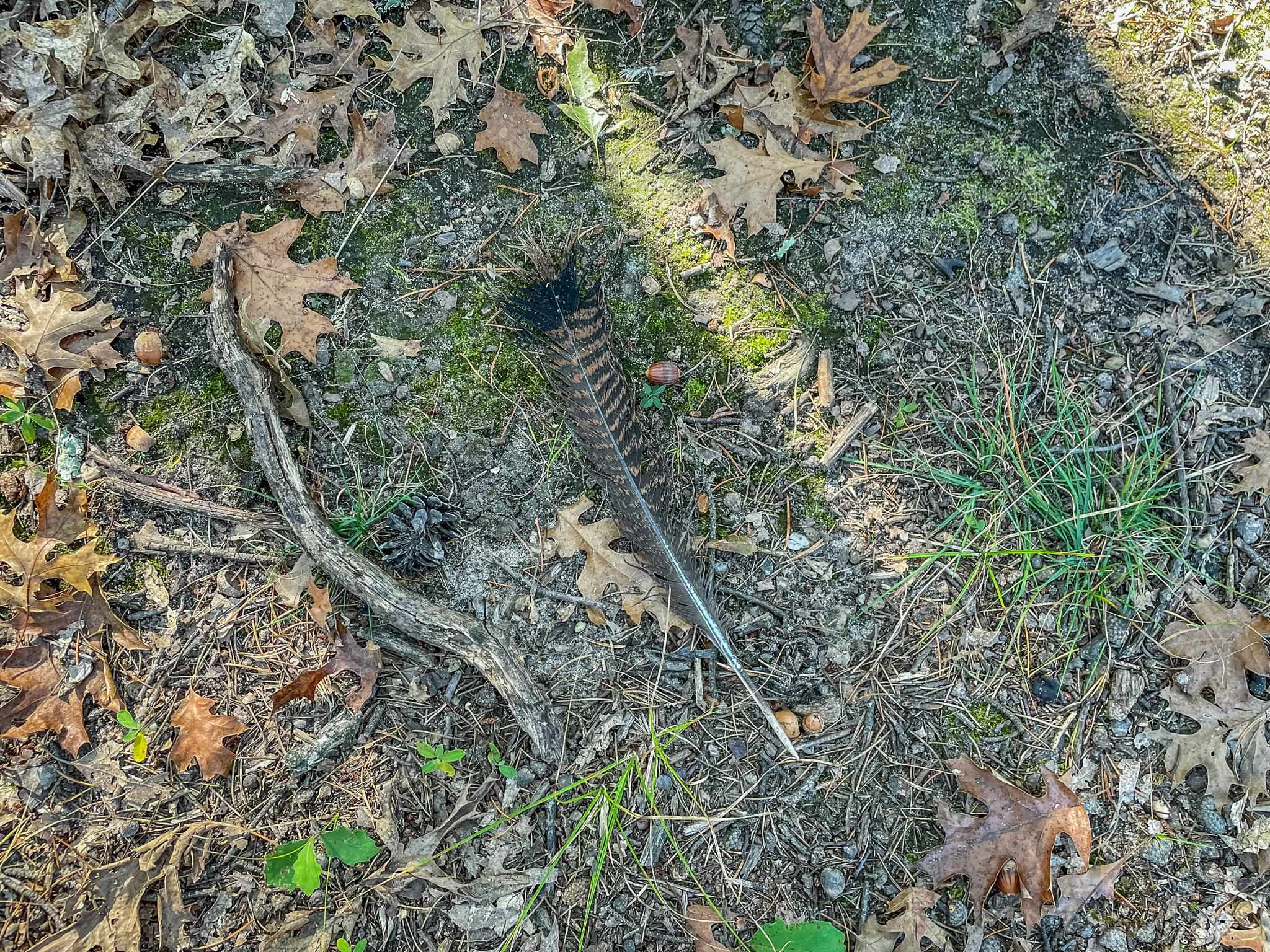 N14965 Pine Necedah, WI 54646 - Photo 69 of 90