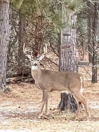 $699,900 | N14965 Pine, Necedah, WI 54646