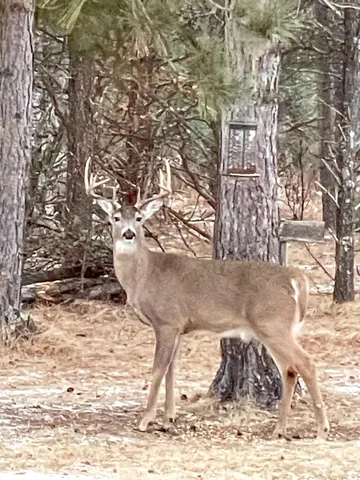 $729,900 | N14965 Pine Necedah Wi 54646, Necedah, WI 54646