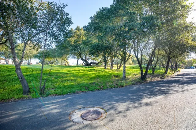 a view of a park with large trees