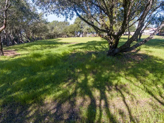 a view of a garden with a tree
