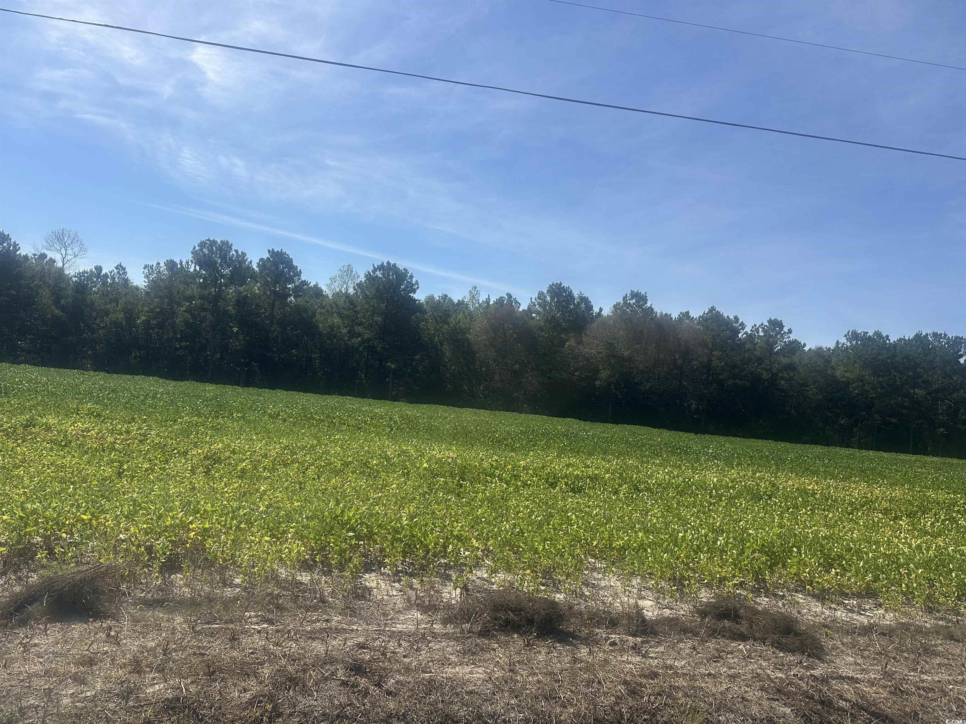 Tbd Tansy Road Loris, SC 29569 - Photo 4 of 8