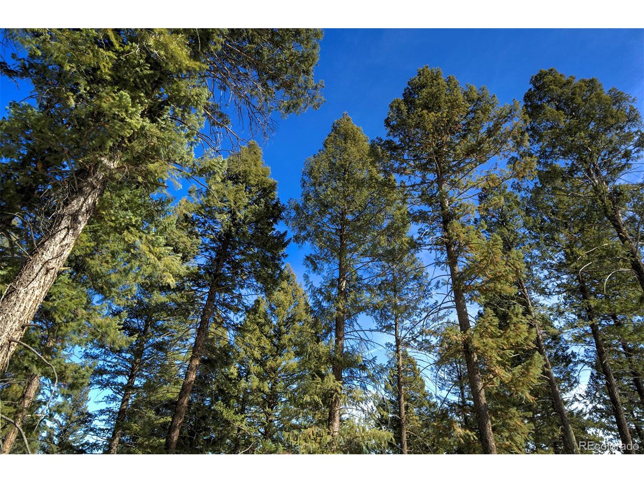 4 Iowa Gulch Road Morrison, CO 80465 - Photo 8 of 17