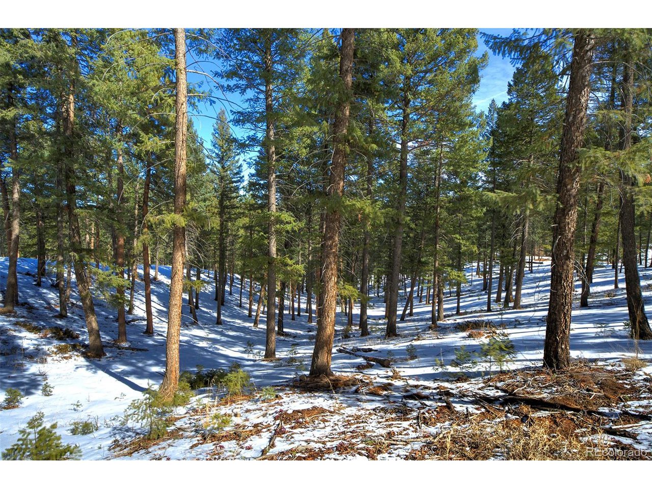 4 Iowa Gulch Road Morrison, CO 80465 - Photo 10 of 17