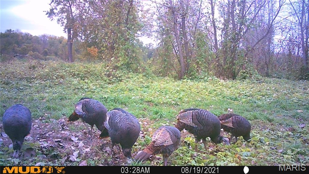 2865 Lim Long Lane Nebo, IL 62355 - Photo 73 of 85