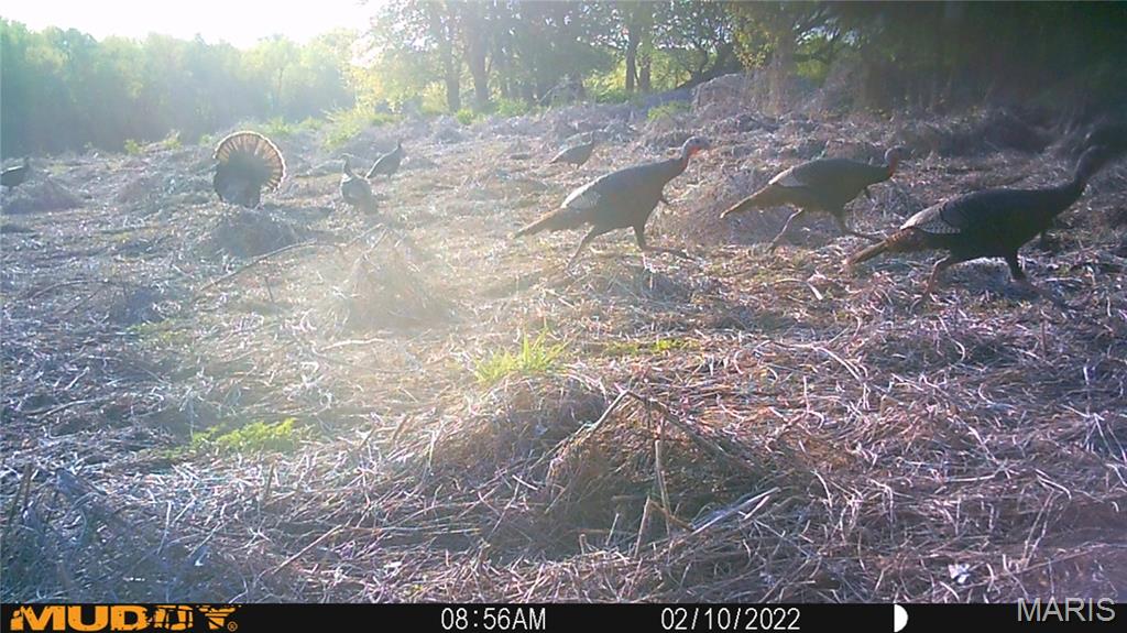 2865 Lim Long Lane Nebo, IL 62355 - Photo 82 of 85