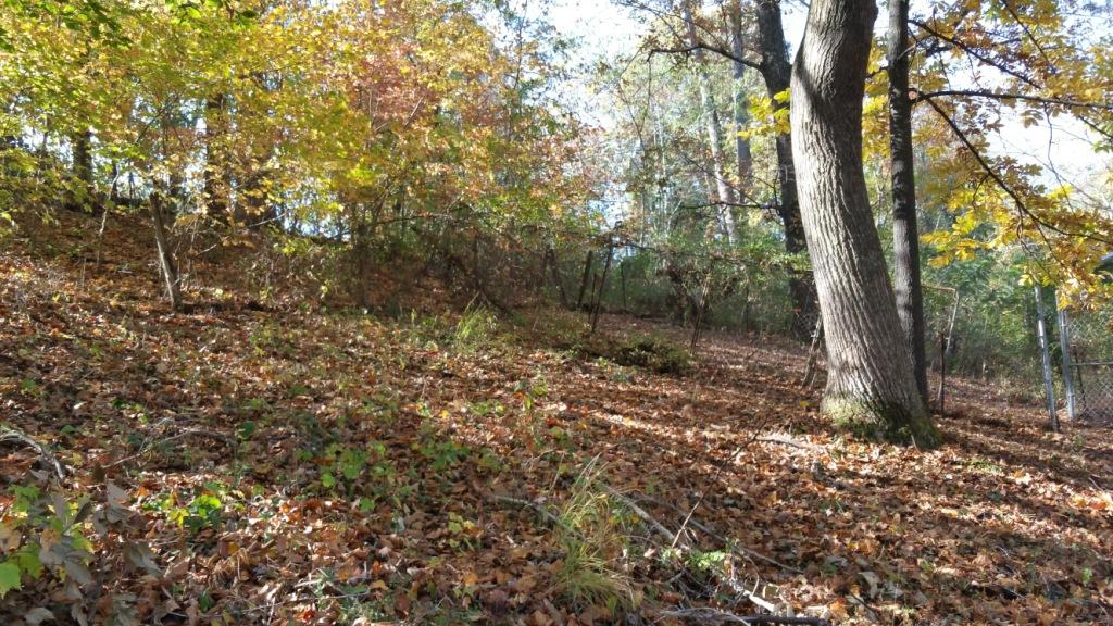 807 Wilson Road Oliver Springs, TN 37840 - Photo 12 of 12 Back yard private