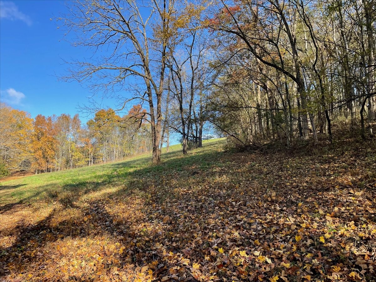 954 Molino Road Taft, TN 38488 - Photo 61 of 64 a view of a yard with large trees