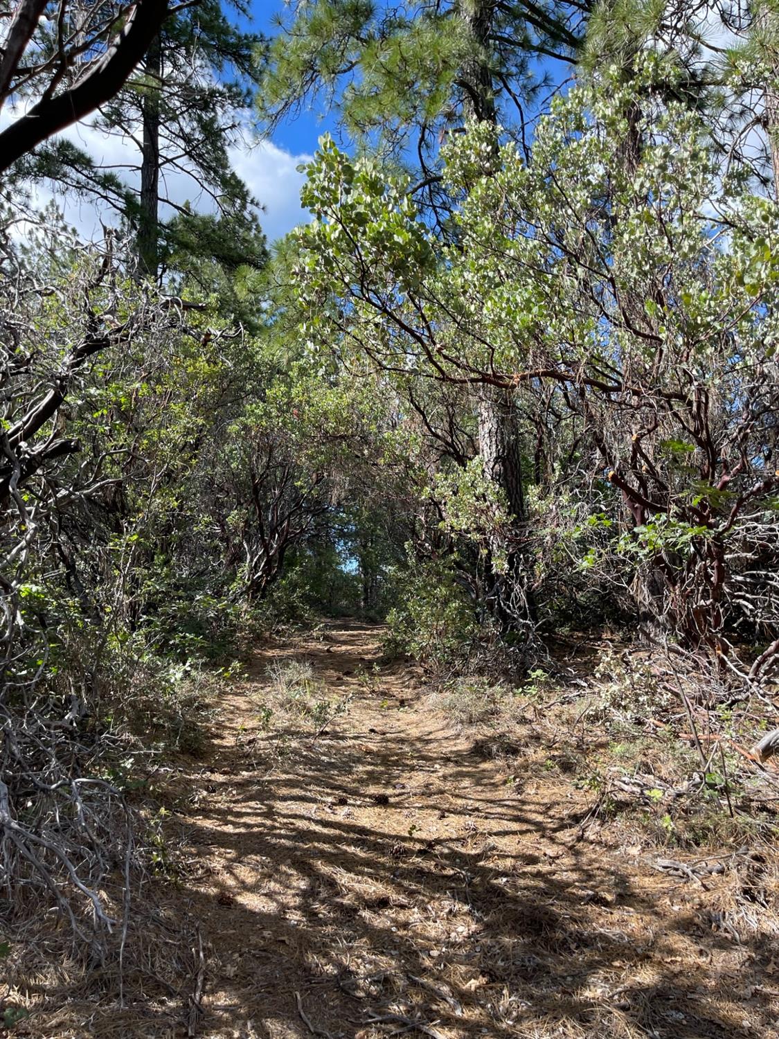 0 Loggers Trail Colfax, CA 95713 - Photo 21 of 54