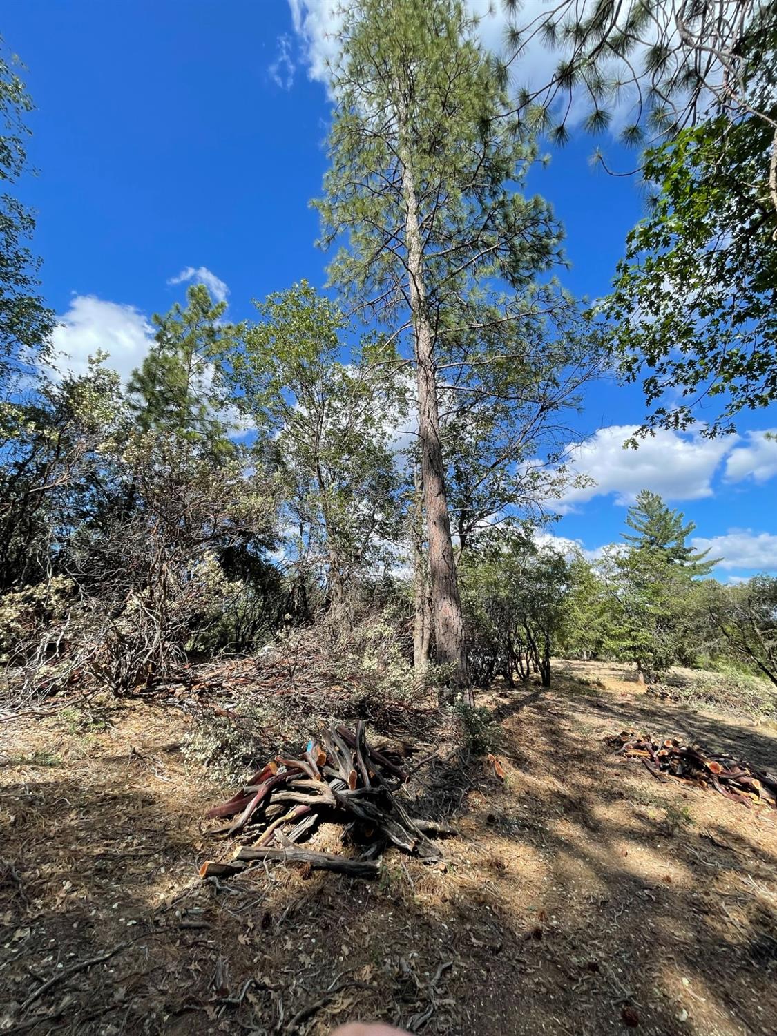 0 Loggers Trail Colfax, CA 95713 - Photo 31 of 54