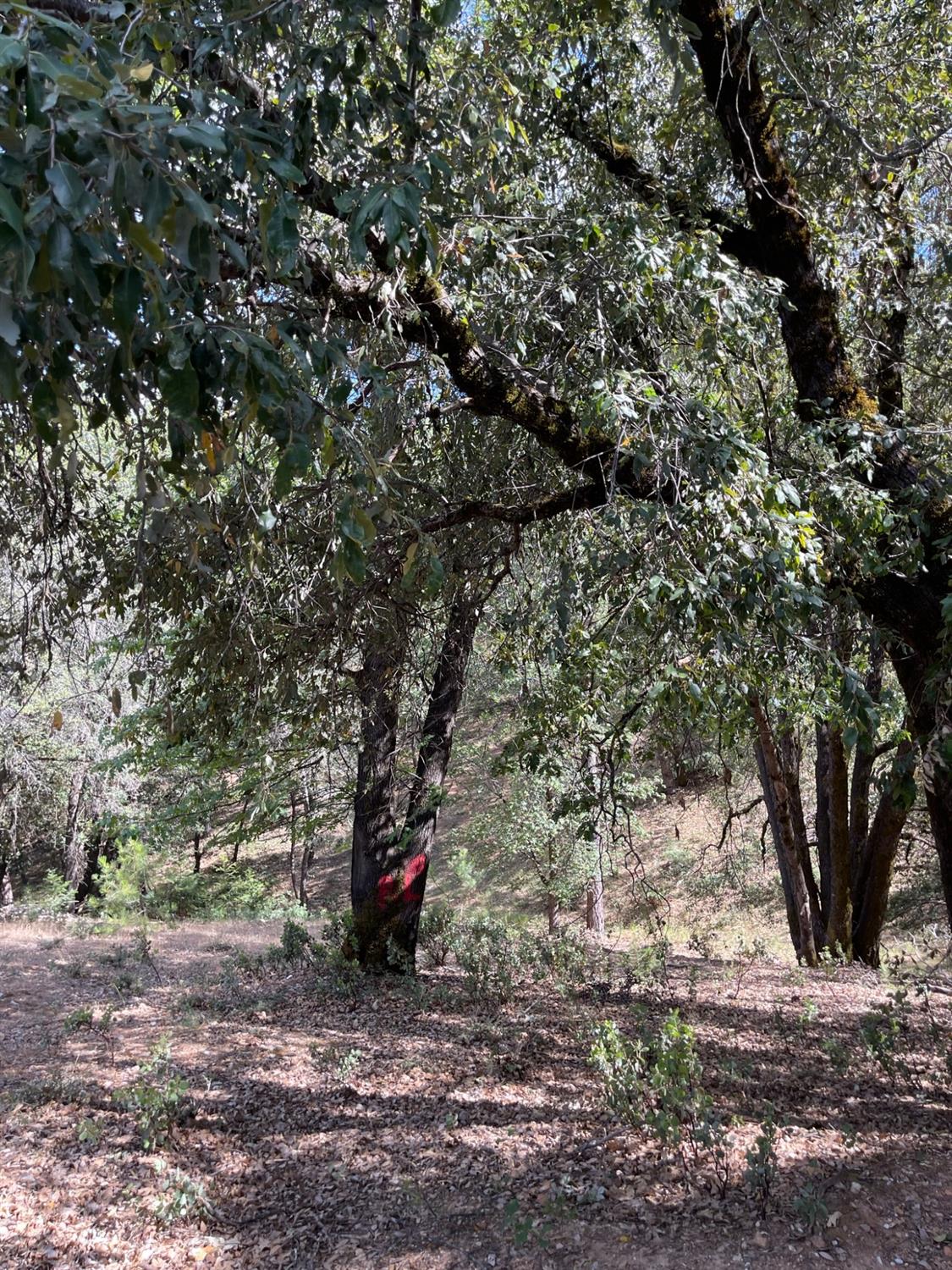 0 Loggers Trail Colfax, CA 95713 - Photo 36 of 54