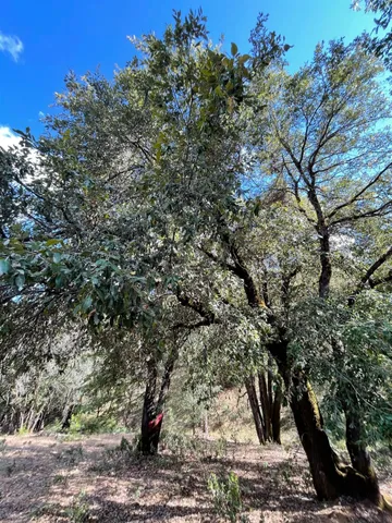 $60,000 | 0 Loggers Trail, Colfax, CA 95713