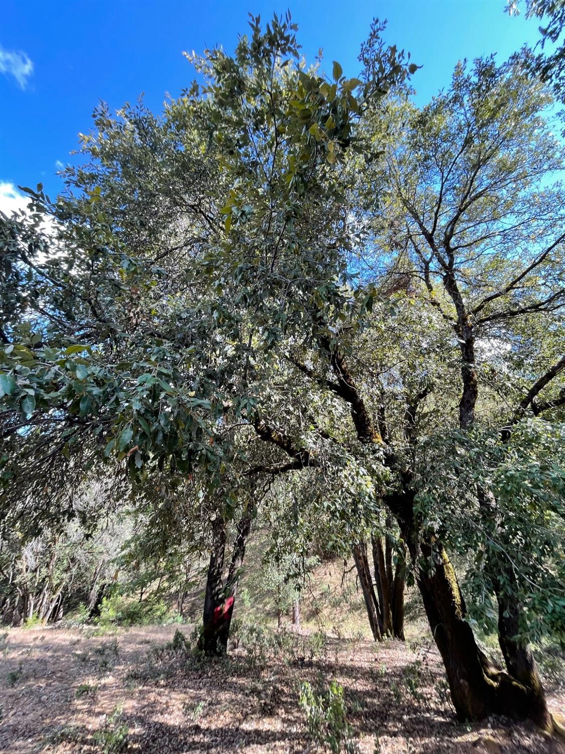 0 Loggers Trail Colfax, CA 95713 - Photo 37 of 54