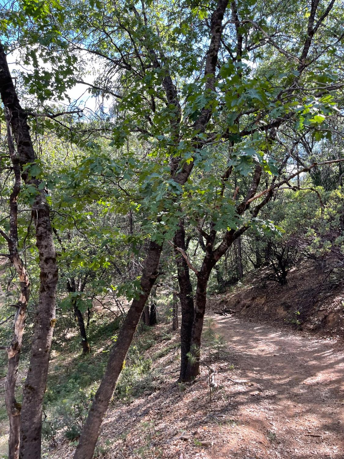 0 Loggers Trail Colfax, CA 95713 - Photo 38 of 54