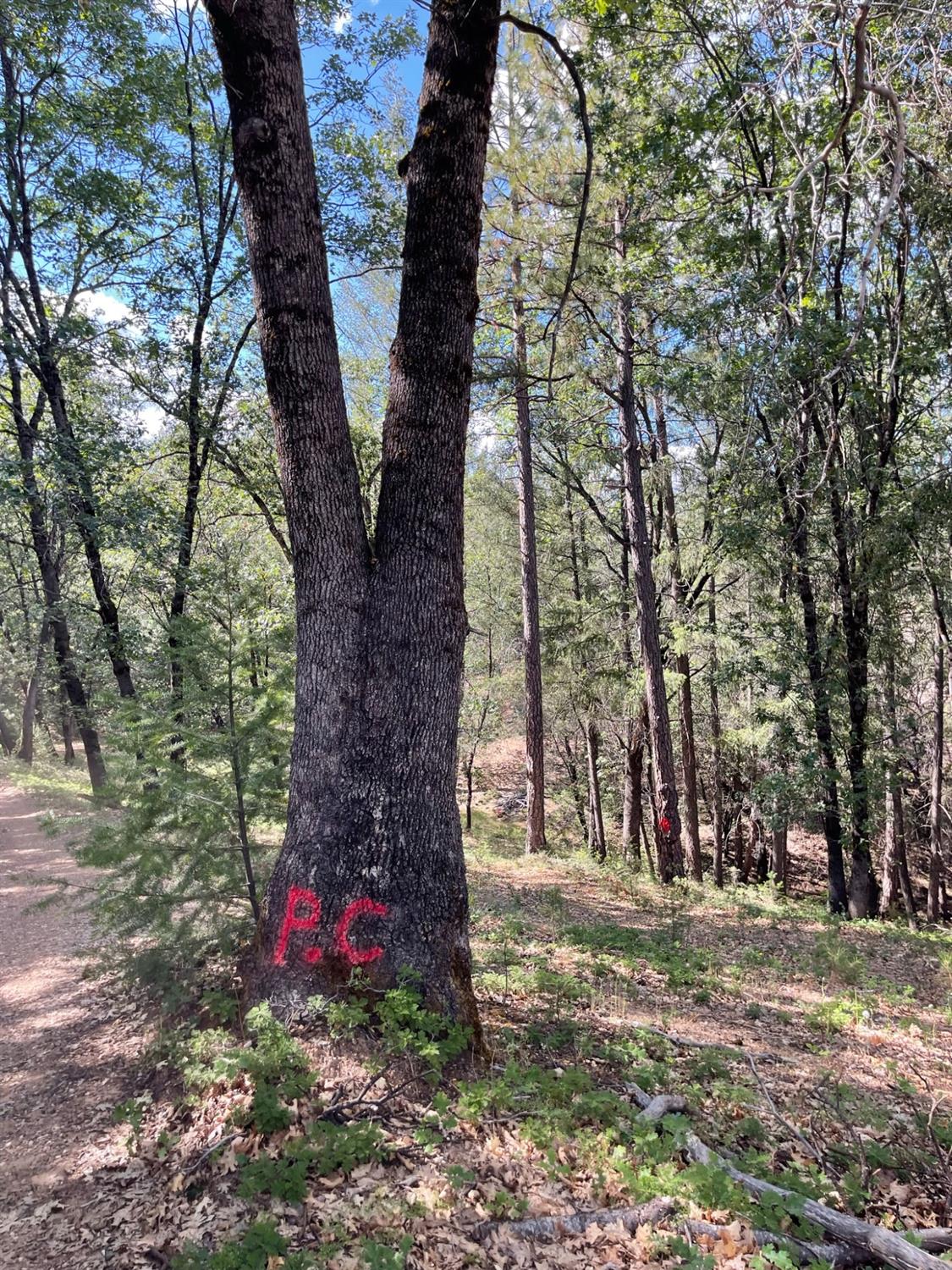 0 Loggers Trail Colfax, CA 95713 - Photo 52 of 54