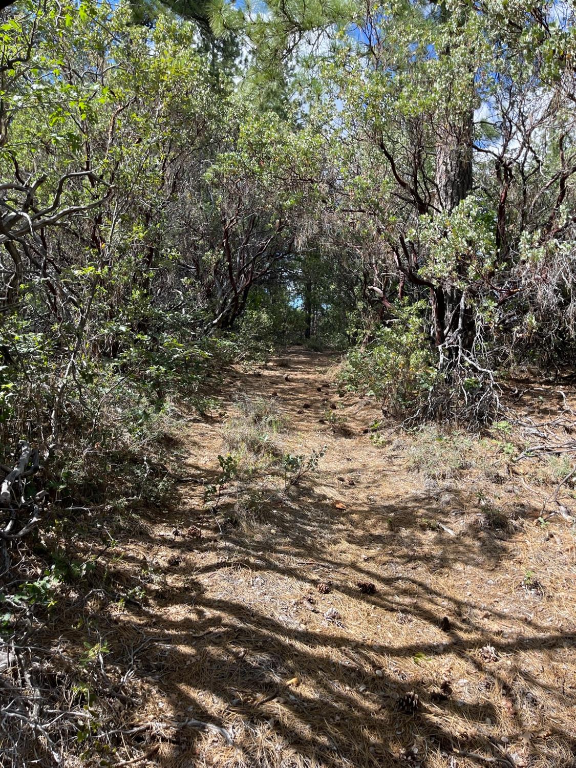 0 Loggers Trail Colfax, CA 95713 - Photo 7 of 54