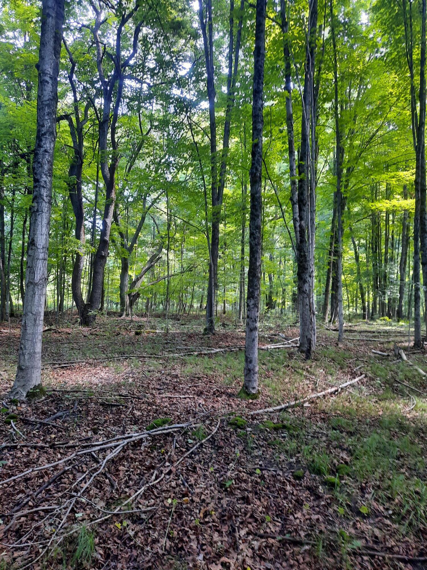 6684 North Coe Road Luther, MI 49656 - Photo 4 of 14 20230730_120722