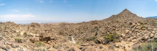 a view of a large tree in front of a yard