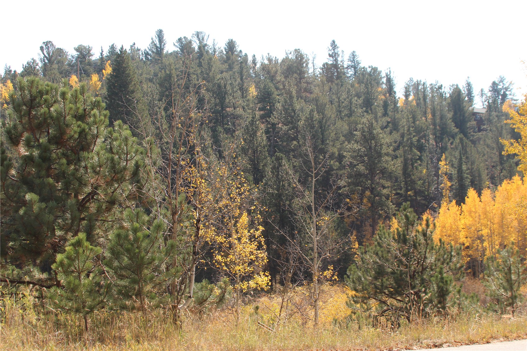 2012 Shelton Drive Bailey, CO 80421 - Photo 2 of 3 a view of a forest with trees in the background