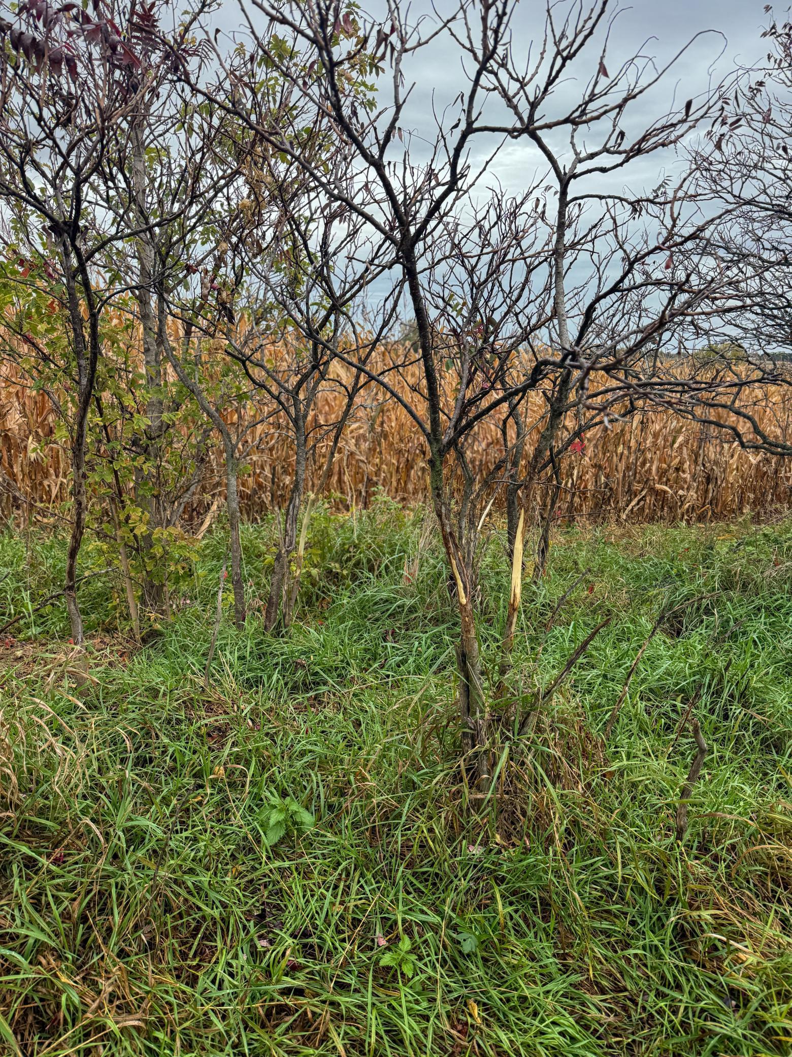 4616 Groves End Lane Southeast Rochester, MN 55904 - Photo 34 of 55