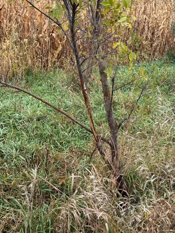 $825,000 | 4616 Groves End Lane Southeast, Rochester, MN 55904