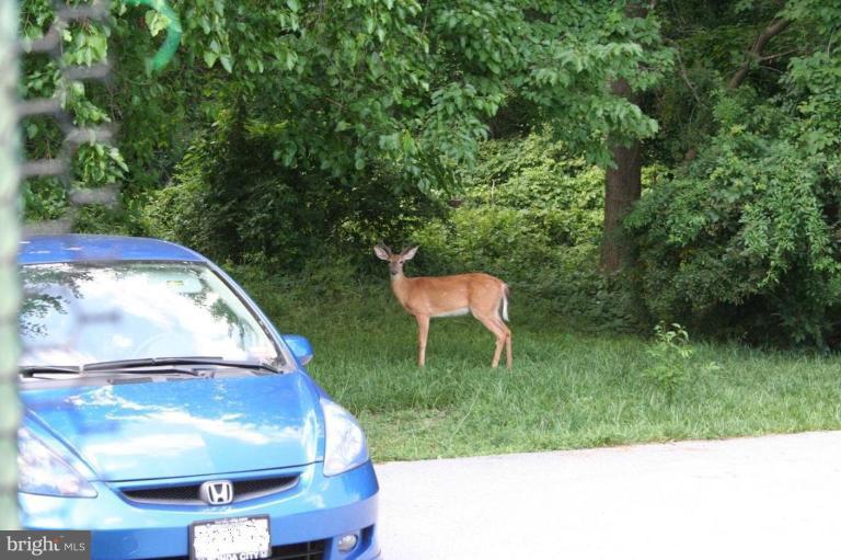 4318 Ridge Avenue Halethorpe, MD 21227 - Photo 29 of 29 Wildlife