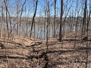 a view of a yard with trees