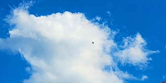 a view of a dry yard