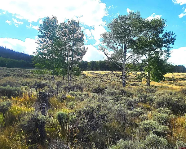 a view of a yard with a tree