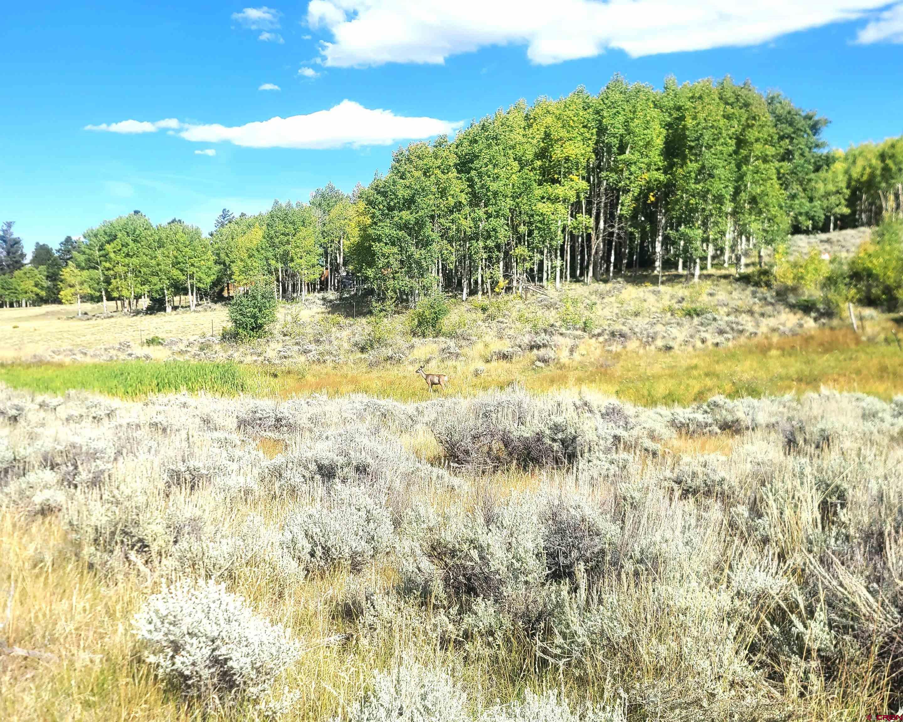 Tbd Monarch Lane Powderhorn, CO 81243 - Photo 6 of 13 a view of a yard with large trees