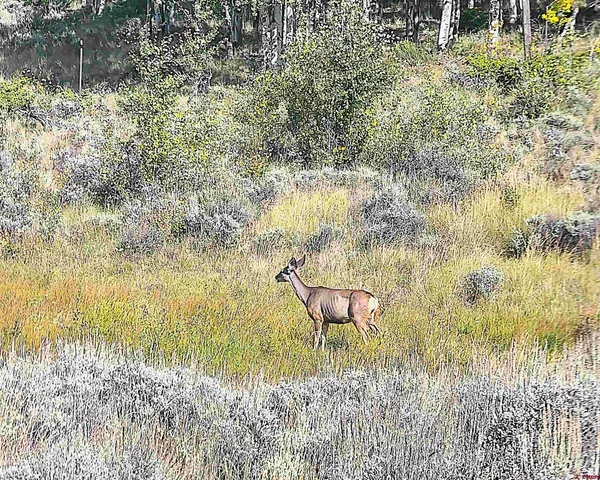 a view of lake from yard