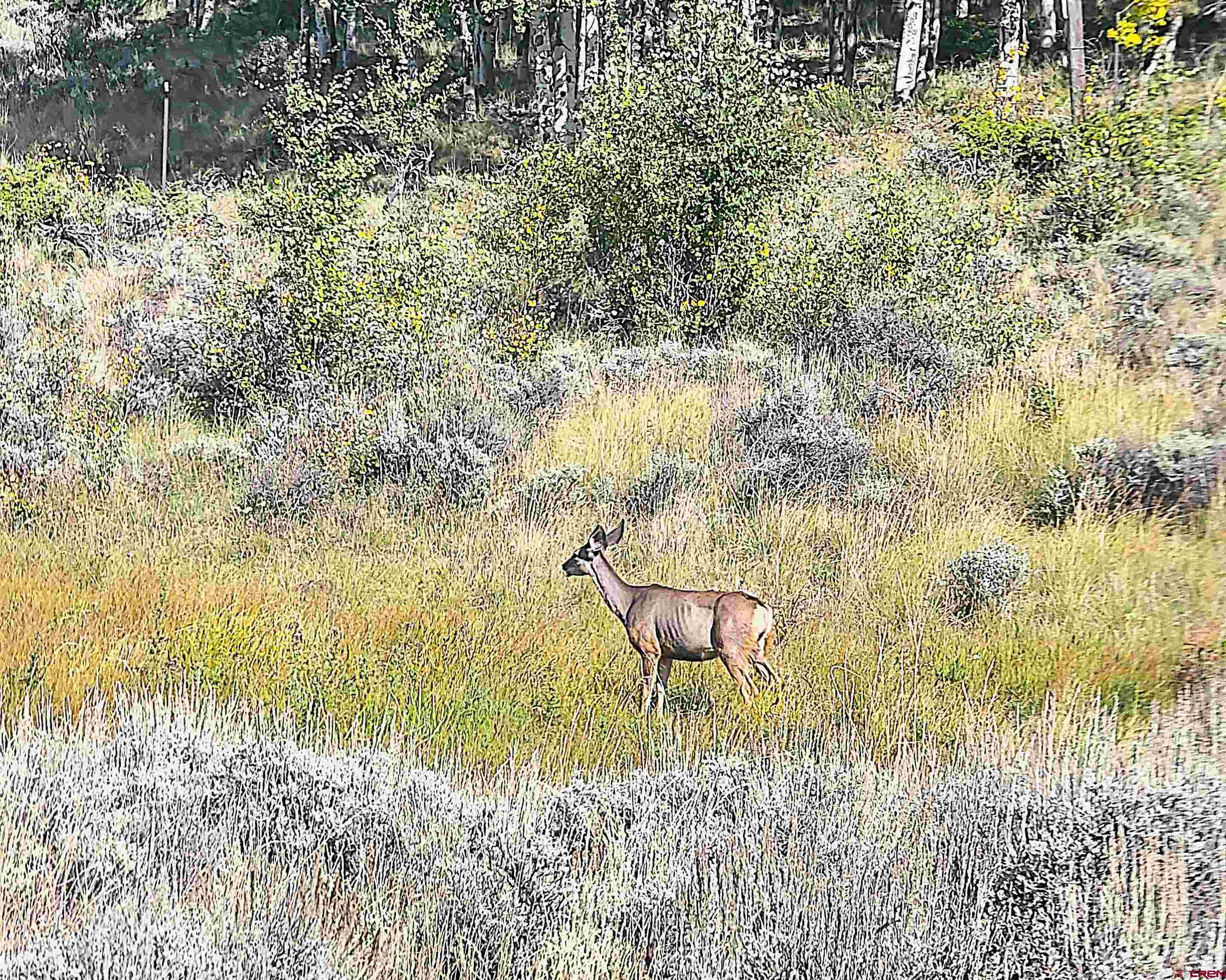 Tbd Monarch Lane Powderhorn, CO 81243 - Photo 7 of 13 a view of lake from yard