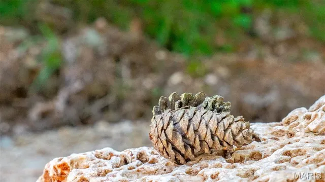 $59,900 | 17254 Hwy K, Annapolis, MO 63620