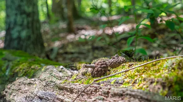 $59,900 | 17254 Hwy K, Annapolis, MO 63620