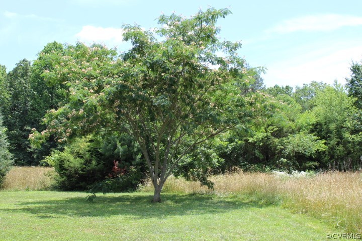 403 John Randolph Road Farmville, VA 23901 - Photo 18 of 23 a view of a yard