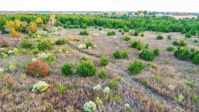 a view of a bunch of trees and bushes