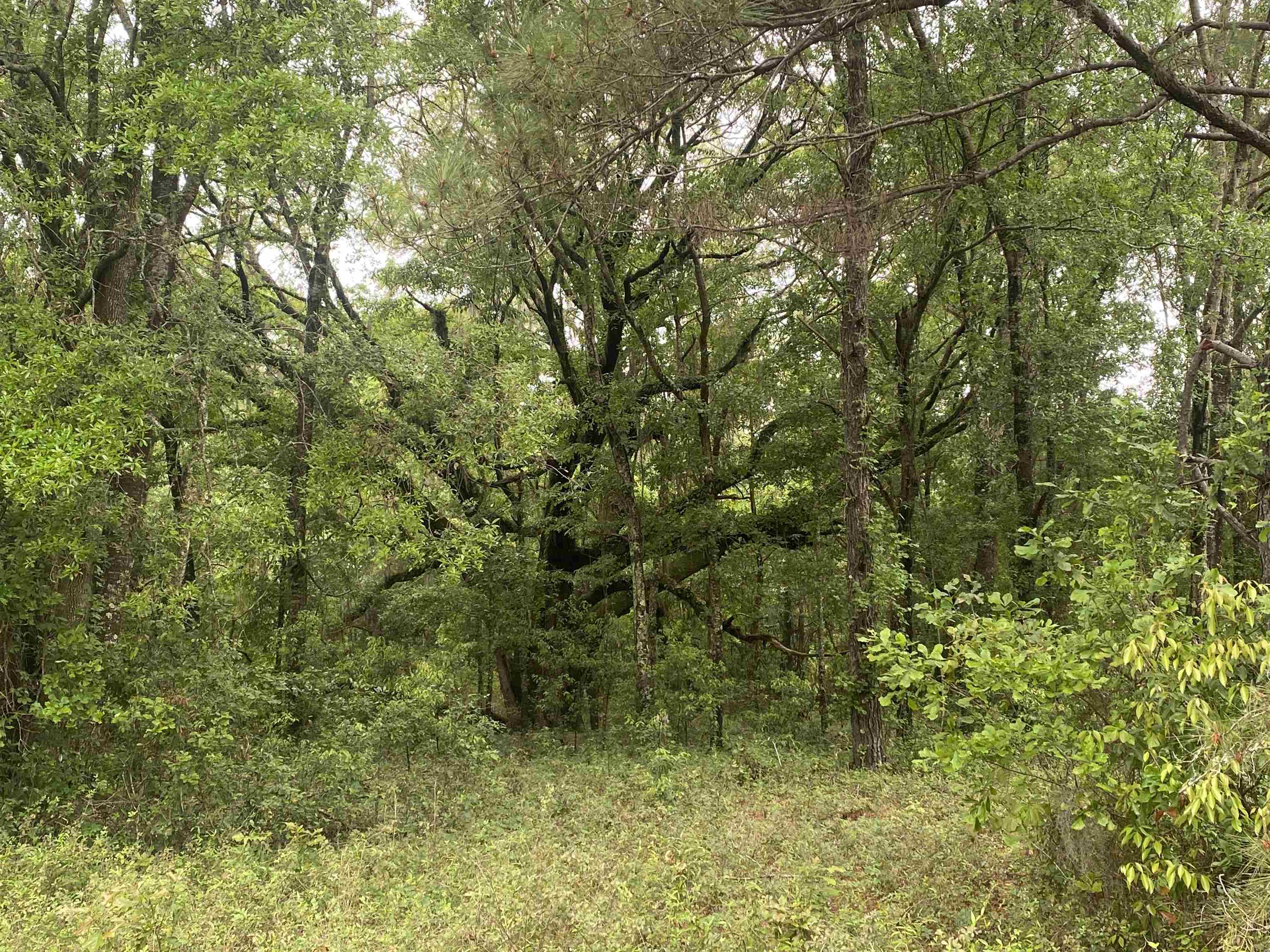 Northeast Vacant Prairie Road Madison, FL 32340 - Photo 1 of 18