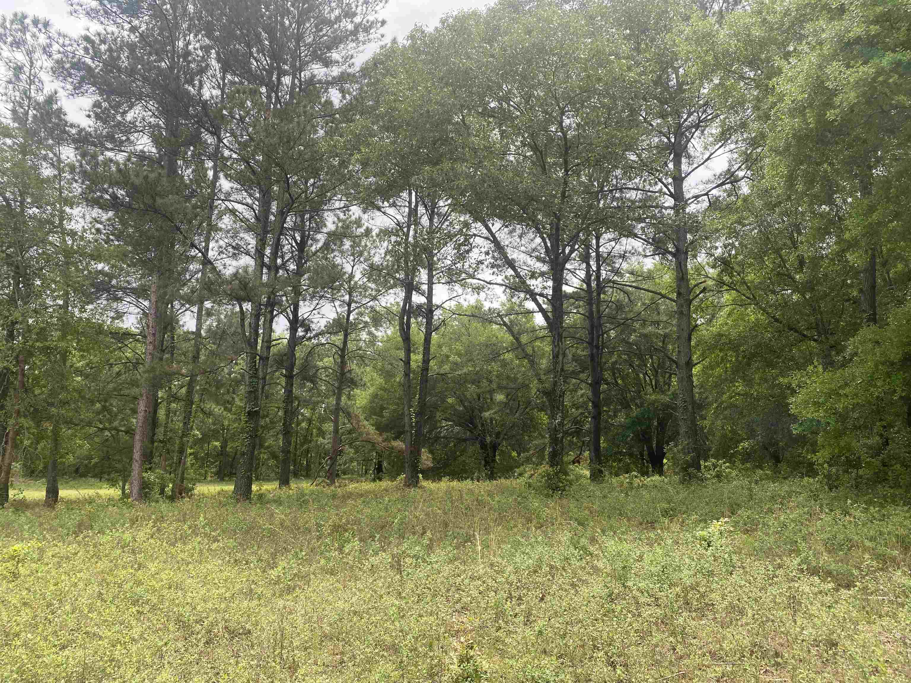 Northeast Vacant Prairie Road Madison, FL 32340 - Photo 18 of 18