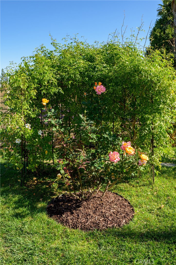 1202 Villanova Place Riverside, CA 92506 - Photo 53 of 59 a picture of plants