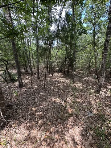a view of a yard with plants and large trees