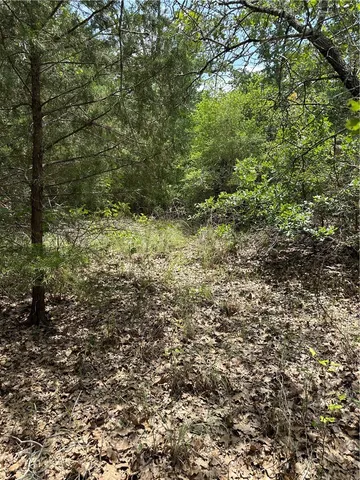 a view of a yard with plants and large trees