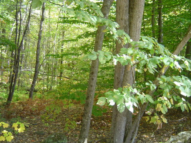 0 Halls Pond Road South Paris, ME 04281 - Photo 1 of 3 DSC09550