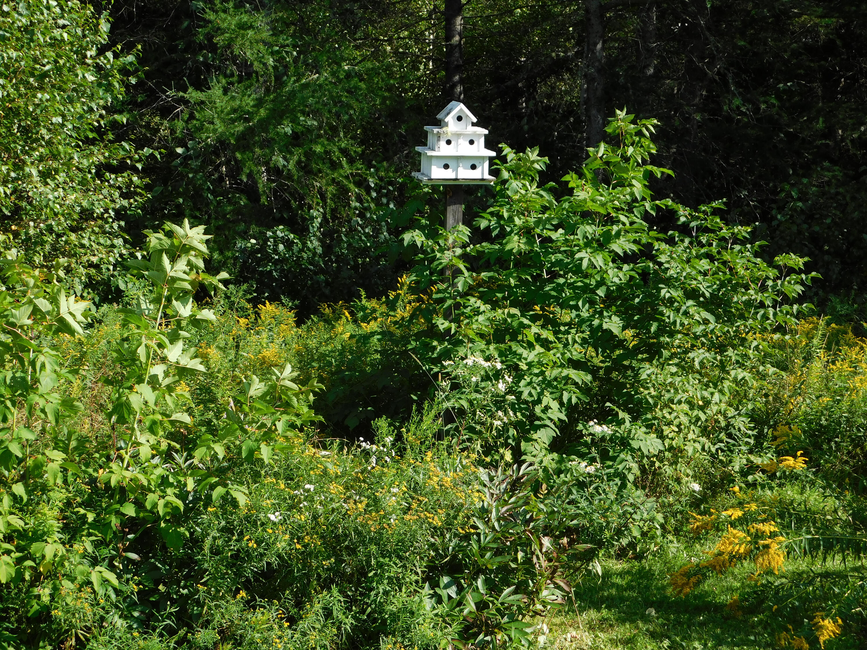 76 Tremblay Road Dexter, ME 04930 - Photo 68 of 83 Bird house