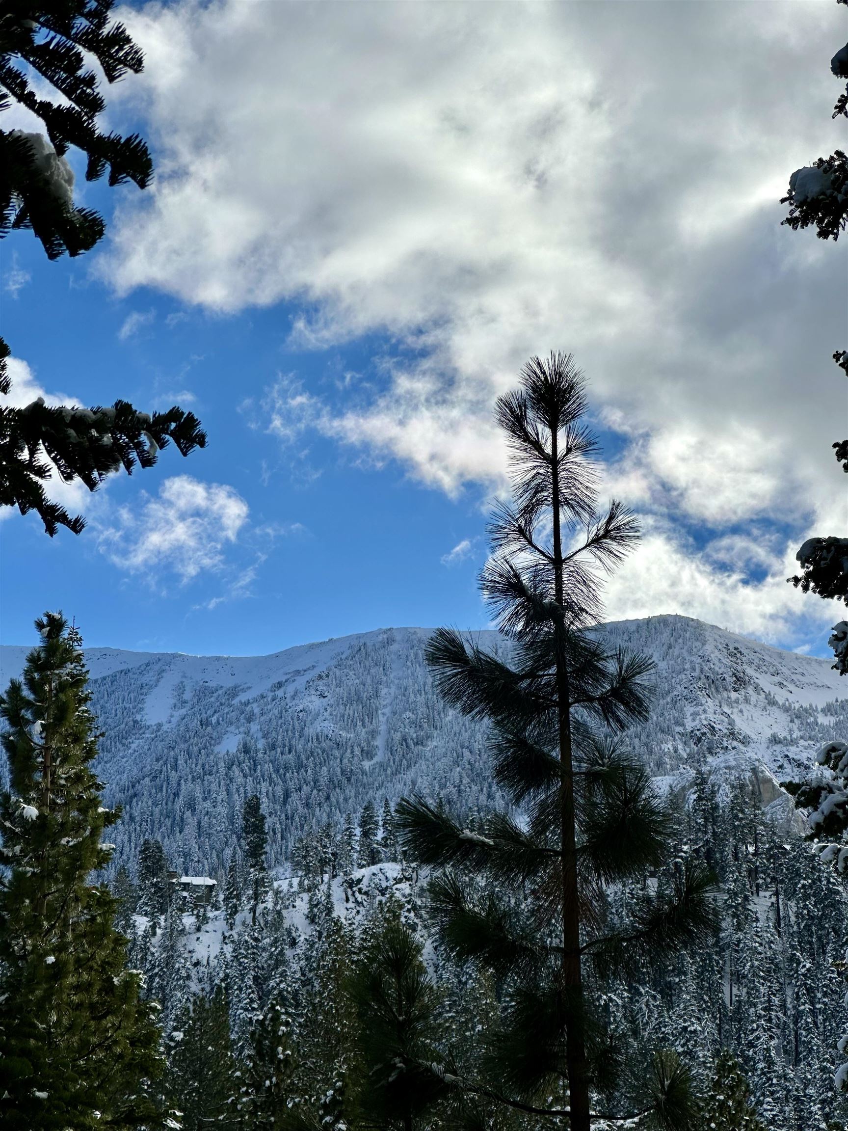 67 Hill Street Mammoth Lakes, CA 93546 - Photo 4 of 24 View of mountain background with a forest