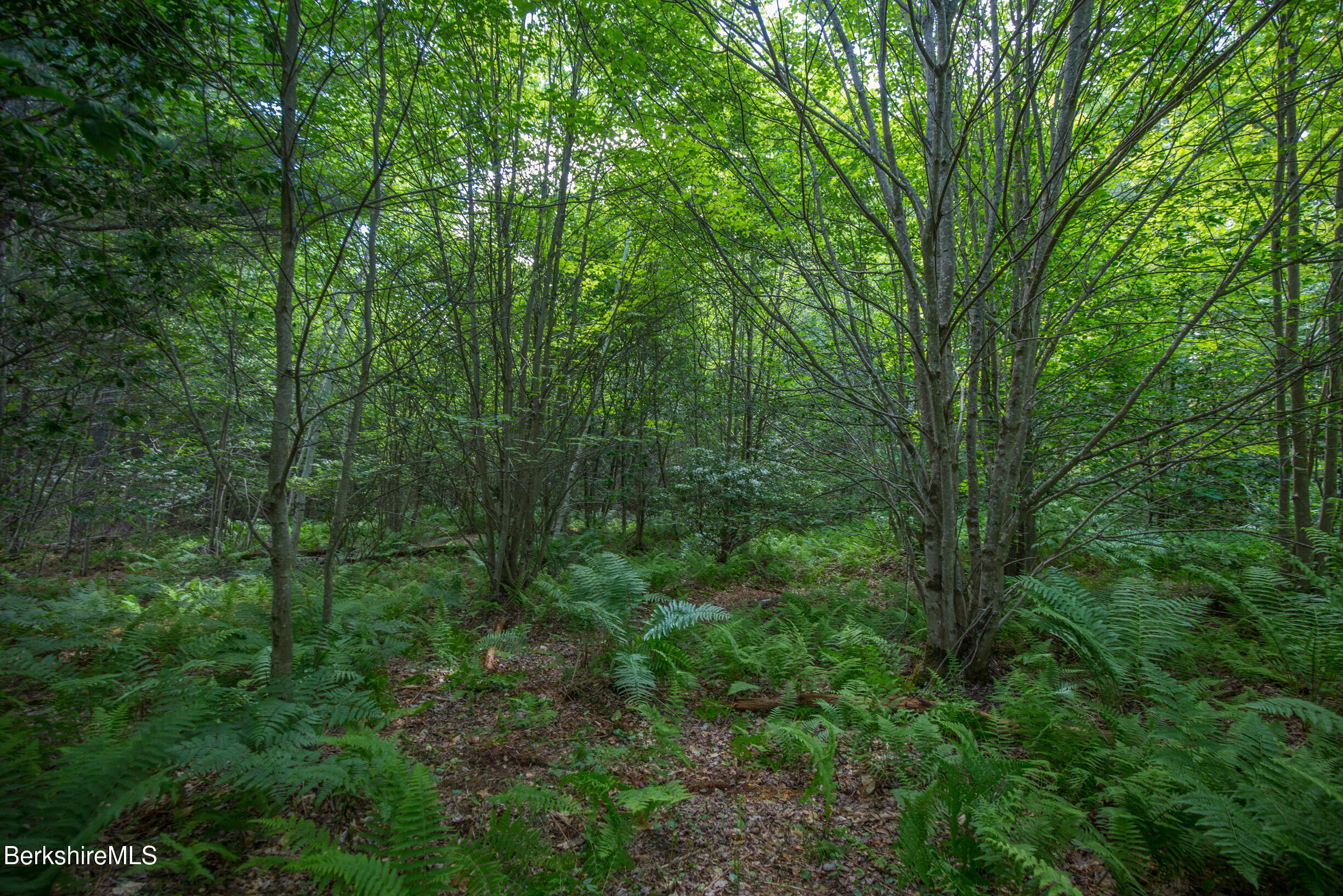 21 Stoney Brook Road Becket, MA 01223 - Photo 13 of 15 Woods