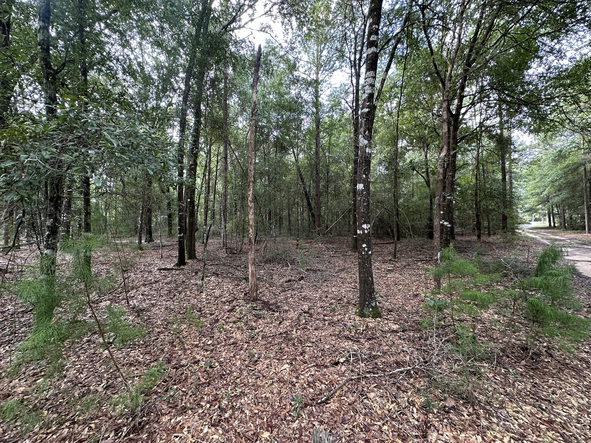 Lot D Pineforest Drive Crestview, FL 32539 - Photo 5 of 7 a view of outdoor space with lots of trees