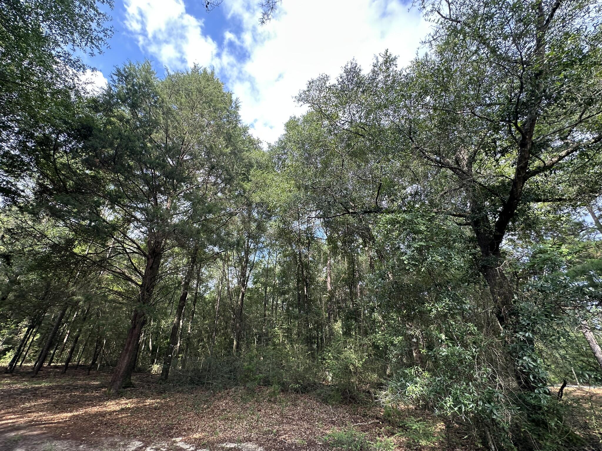 Lot D Pineforest Drive Crestview, FL 32539 - Photo 6 of 7 a view of a forest with trees in front of it
